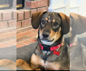 Tracker - Male Mutt Dog for Adoption - Photo #3