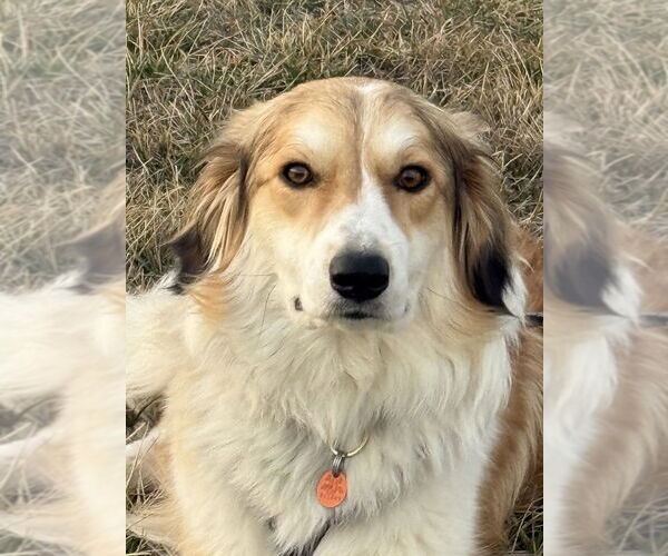 Medium Photo #1 Collie-Unknown Mix Puppy For Sale in Bolivar, MO, USA