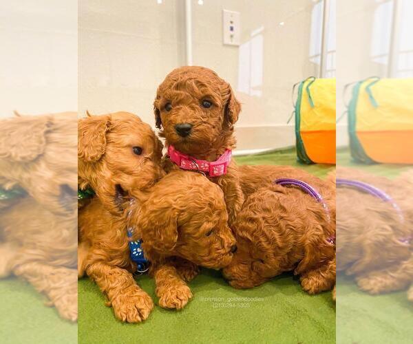Medium Photo #3 Goldendoodle-Poodle (Miniature) Mix Puppy For Sale in BREA, CA, USA
