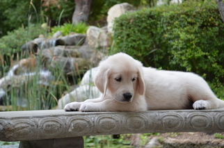 Golden Retriever Puppy for sale in ORANGE, CA, USA