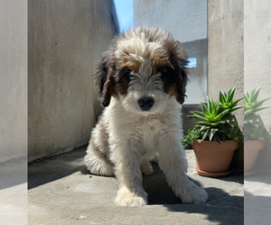 Aussiedoodle Miniature  Puppy for Sale in LANCASTER, Pennsylvania USA