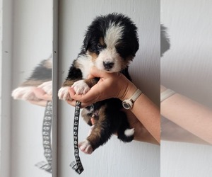 Bernese Mountain Dog Puppy for sale in ROCHESTER, MN, USA