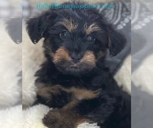 YorkiePoo Puppy for sale in LOUDONVILLE, OH, USA
