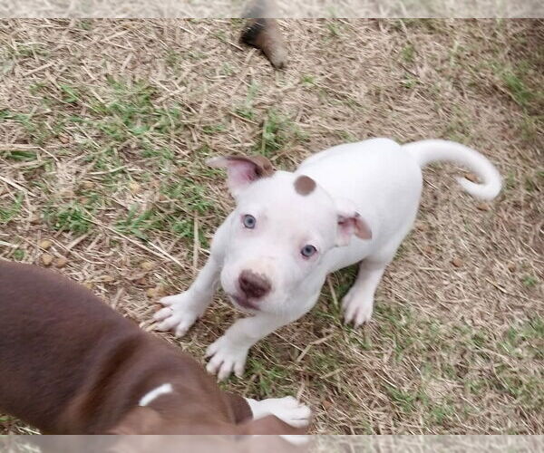 Medium Photo #6 Boxer-Unknown Mix Puppy For Sale in Mooresville, NC, USA
