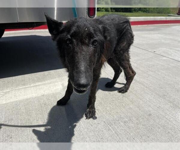 Medium Photo #1 German Shepherd Dog-Unknown Mix Puppy For Sale in Grand Prairie, TX, USA