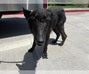 German Shepherd Dog-Unknown Mix Dogs for adoption in Grand Prairie, TX, USA