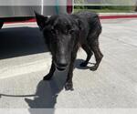 Small German Shepherd Dog Mix