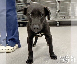 Retriever -Unknown Mix Dogs for adoption in Washington, DC, USA