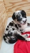 Small Photo #2 Aussiedoodle Puppy For Sale in MIDDLETOWN, DE, USA