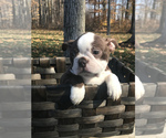 Small Photo #4 Boston Terrier Puppy For Sale in GOSHEN, IN, USA