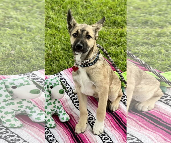 Medium Photo #7 Australian Kelpie-Unknown Mix Puppy For Sale in Dana Point, CA, USA