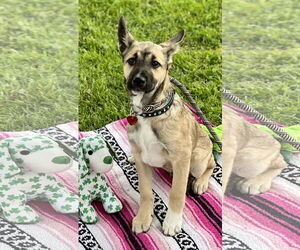Jackson - Male Australian Kelpie-Unknown Mix Dog for Adoption - Photo #7