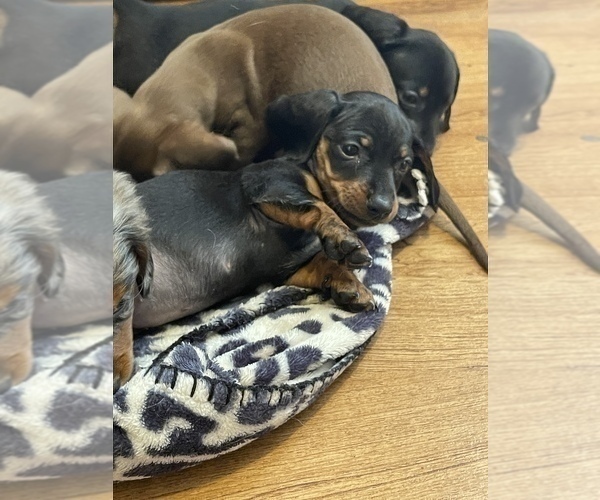Medium Photo #14 Dachshund Puppy For Sale in ROCK HILL, SC, USA