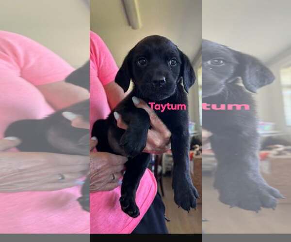 Medium Photo #3 Boykin Spaniel-Unknown Mix Puppy For Sale in Brooksville, FL, USA