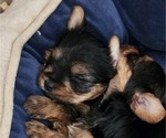 Small #3 Yorkshire Terrier