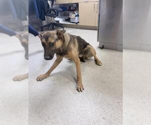 German Shepherd Dog Dogs for adoption in Riverside, CA, USA