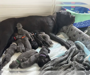 Medium Cane Corso