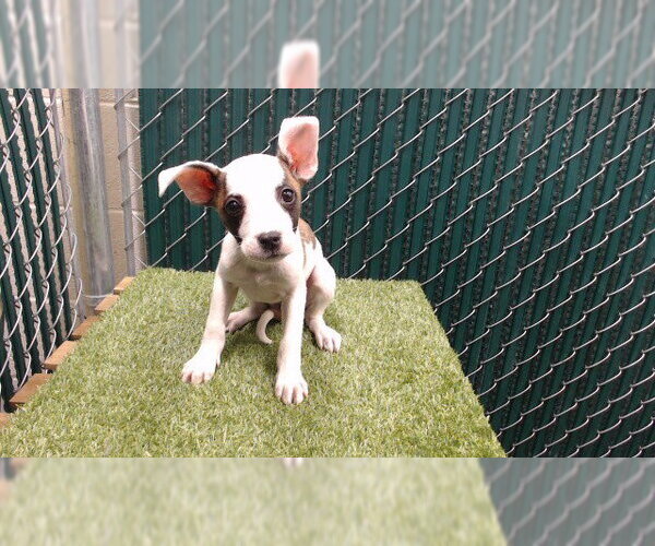 Medium Photo #1 Mutt Puppy For Sale in Downey, CA, USA