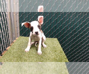 Mutt Dogs for adoption in Downey, CA, USA