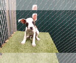 Small Mutt