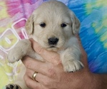 Puppy Blanca White Golden Retriever