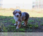 Small Photo #5 Miniature Australian Shepherd Puppy For Sale in LIVE OAK, CA, USA