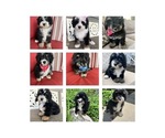 Image preview for Ad Listing. Nickname: mini bernedoodl