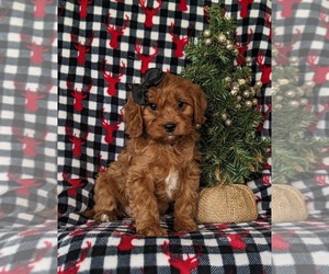 Cavapoo Puppy for sale in NOTTINGHAM, PA, USA