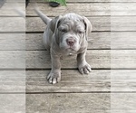 Small Photo #12 Neapolitan Mastiff Puppy For Sale in FARMINGTN HLS, MI, USA
