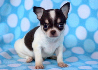 Chihuahua Puppy for sale in MOUNT JOY, PA, USA