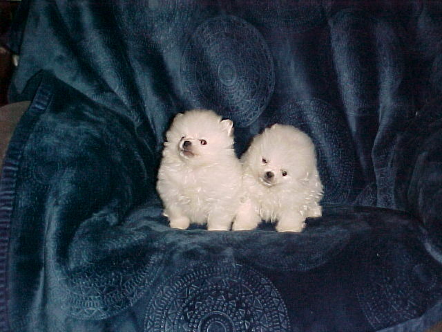 Medium Photo #2 Pomeranian Puppy For Sale in APPLE VALLEY, CA, USA