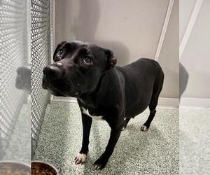 Labrador Retriever-Unknown Mix Dogs for adoption in Salisbury, NC, USA