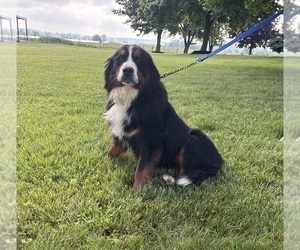 Mother of the Bernese Mountain Dog puppies born on 05/08/2026