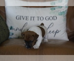 Small #14 Jack Russell Terrier