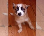 Small #2 Border Collie-Siberian Husky Mix
