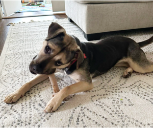 Mutt Dogs for adoption in Chester, NJ, USA