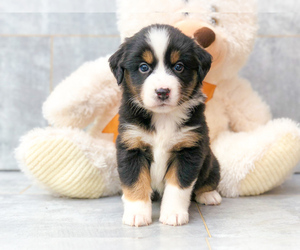 Miniature Australian Shepherd Puppy for sale in CLEVELAND, NC, USA