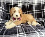 Small #4 Cavapoo (Miniature)