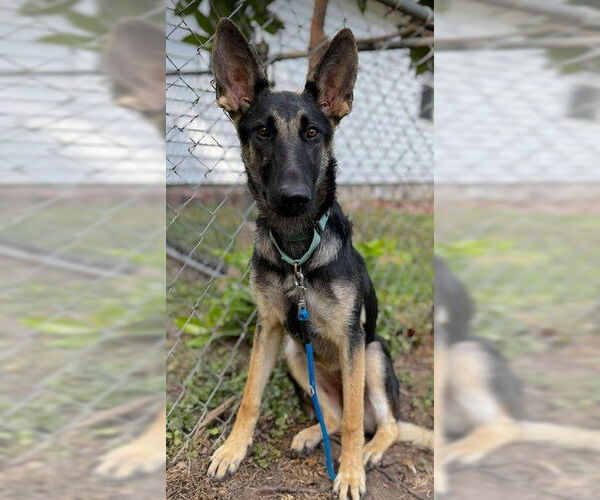Medium Photo #1 German Shepherd Dog Puppy For Sale in Kansas City, MO, USA