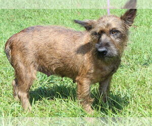 Poppy 44366 - Female Mutt Dog for Adoption - Photo #4