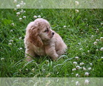 Small #7 Cocker Spaniel