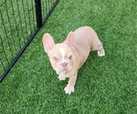 Small #17 French Bulldog
