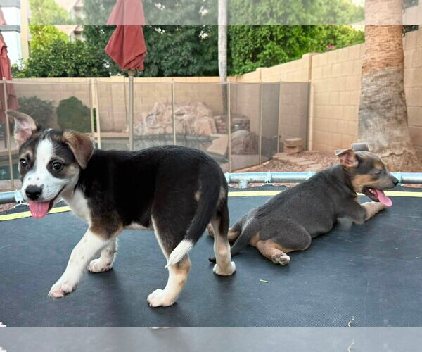Medium Photo #5 Jack Russell Terrier-Unknown Mix Puppy For Sale in Cave Creek, AZ, USA