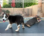 Small #4 Jack Russell Terrier Mix