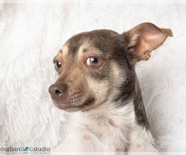 Medium Photo #5 Chihuahua-Unknown Mix Puppy For Sale in Tampa, FL, USA