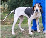 Small Photo #4 Treeing Walker Coonhound-Unknown Mix Puppy For Sale in Wetumpka, AL, USA