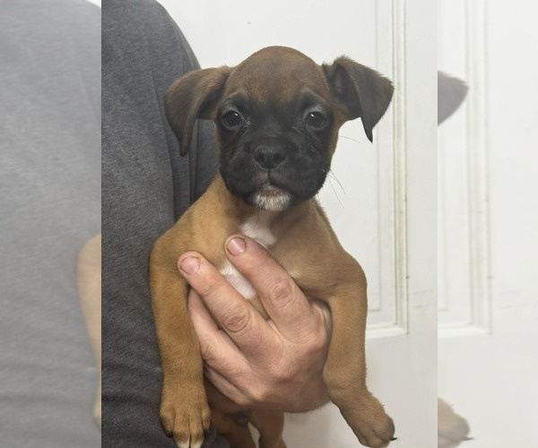Medium Photo #1 Boxer Puppy For Sale in LAURENS, SC, USA