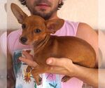 Small Chihuahua