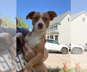 Bruno - Male Chihuahua-Unknown Mix Dog for Adoption - Photo #2