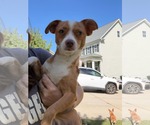 Small Photo #2 Chihuahua-Unknown Mix Puppy For Sale in Holly Springs, NC, USA